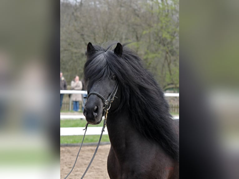 TINDUR FRÁ REYKJAVIK Caballos islandeses Semental in Stapelfeld