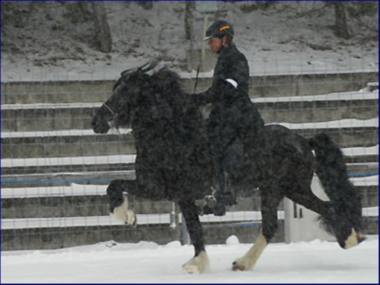 TINDUR FRÁ REYKJAVIK Caballos islandeses Semental in Stapelfeld
