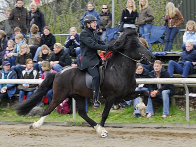 TINDUR FRÁ REYKJAVIK Caballos islandeses Semental in Stapelfeld