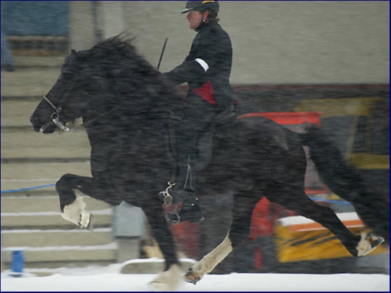 TINDUR FRÁ REYKJAVIK Caballos islandeses Semental in Stapelfeld