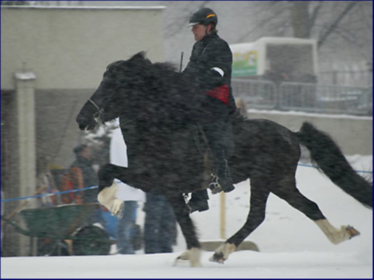 TINDUR FRÁ REYKJAVIK Caballos islandeses Semental in Stapelfeld