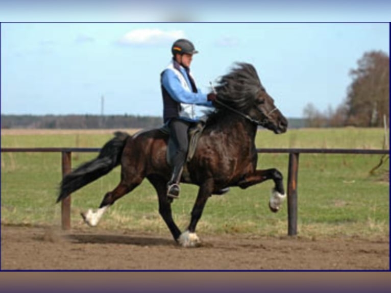 TINDUR FRÁ REYKJAVIK Caballos islandeses Semental in Stapelfeld