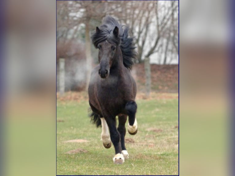 TINDUR FRÁ REYKJAVIK Caballos islandeses Semental in Stapelfeld