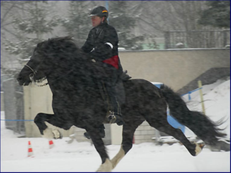 TINDUR FRÁ REYKJAVIK Icelandic Horse Stallion Black in Stapelfeld