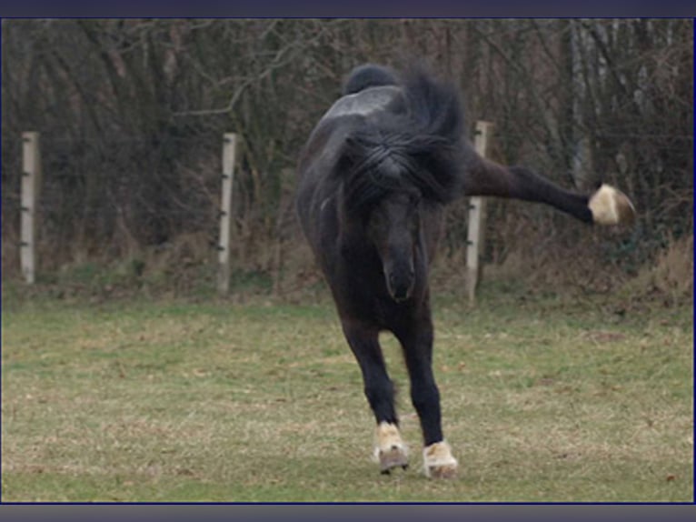 TINDUR FRÁ REYKJAVIK Icelandic Horse Stallion Black in Stapelfeld