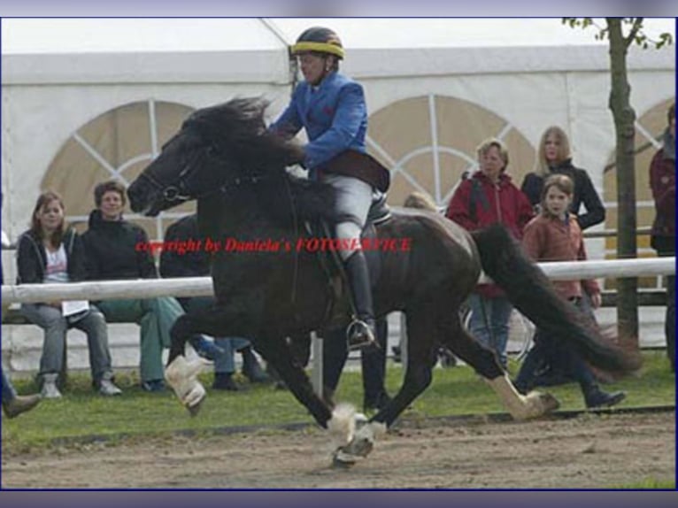 TINDUR FRÁ REYKJAVIK Icelandic Horse Stallion in Stapelfeld