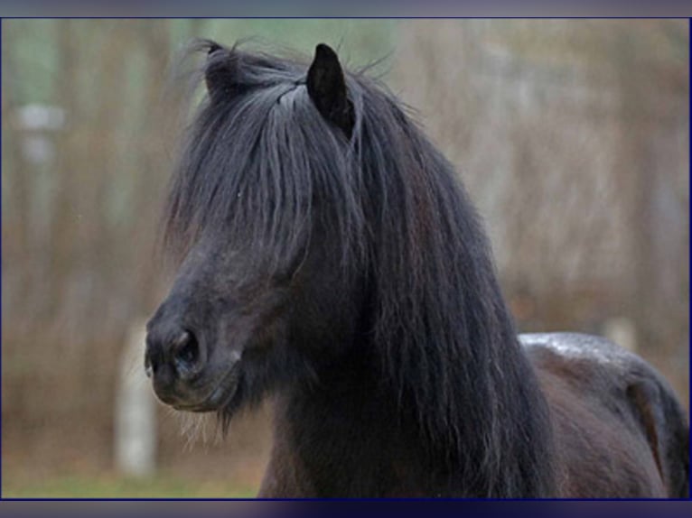 TINDUR FRÁ REYKJAVIK Icelandic Horse Stallion in Stapelfeld