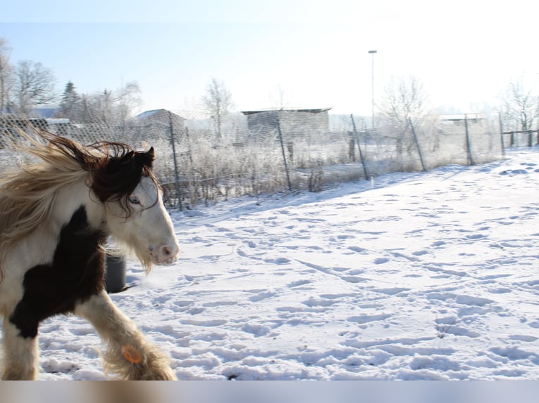 Tinker Caballo castrado 10 años 128 cm Pío in Rahden