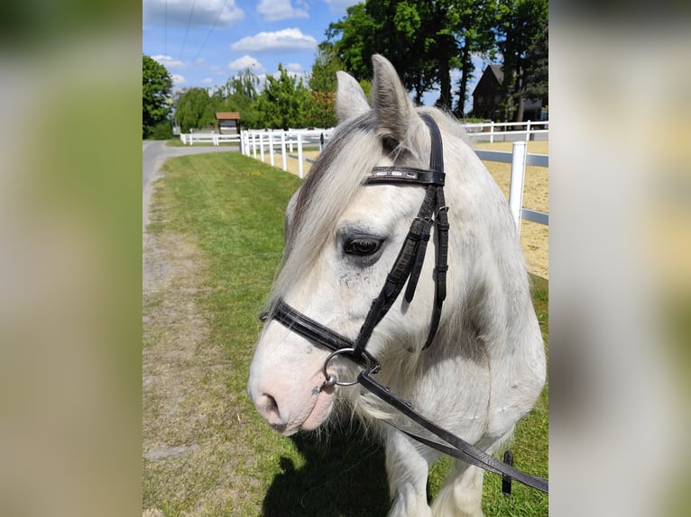 Tinker Caballo castrado 10 años 133 cm Tordo in Bad Laer