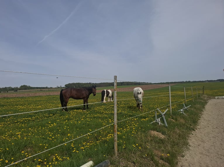 Tinker Caballo castrado 10 años 138 cm Pío in Maissau