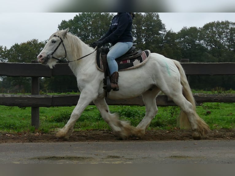 Tinker Caballo castrado 10 años 139 cm Tordo in Lathen