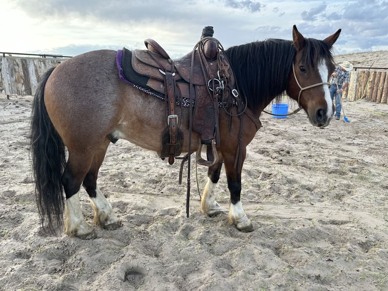 Tinker Mestizo Caballo castrado 10 años 140 cm Castaño-ruano in Thedford