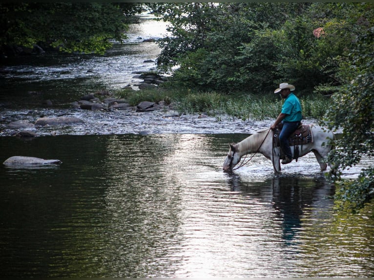 Tinker Caballo castrado 10 años 142 cm Alazán-tostado in Cleveland TN