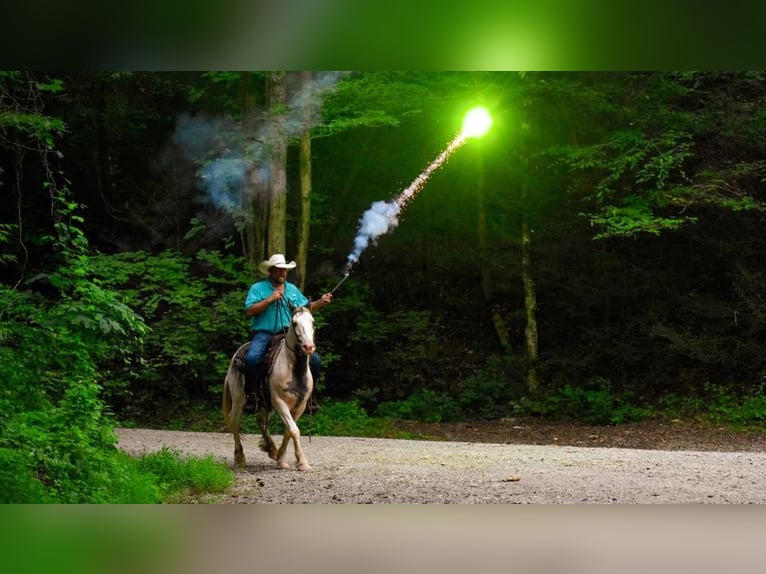 Tinker Caballo castrado 10 años 142 cm Alazán-tostado in Cleveland TN