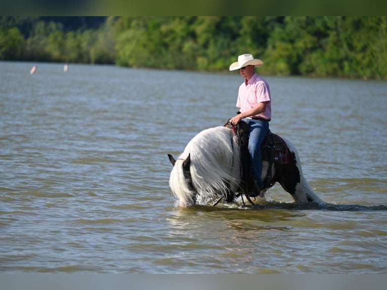 Tinker Caballo castrado 10 años 142 cm Negro in Grovetown