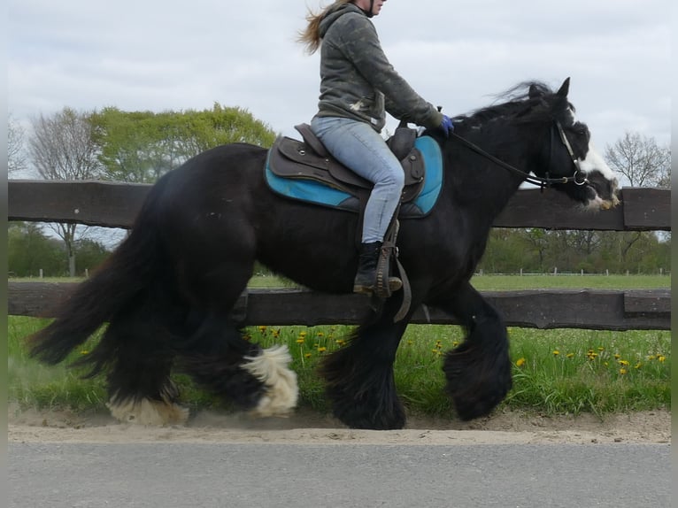 Tinker Caballo castrado 10 años 143 cm Negro in Sustrum