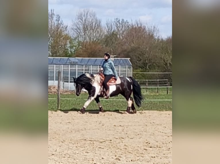 Tinker Mestizo Caballo castrado 10 años 143 cm Pío in Kevelaer
