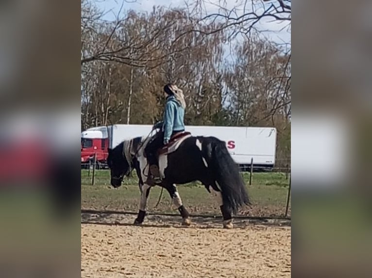 Tinker Mestizo Caballo castrado 10 años 143 cm Pío in Kevelaer