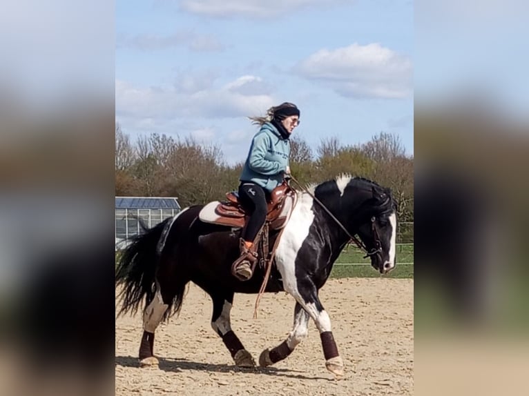 Tinker Mestizo Caballo castrado 10 años 143 cm Pío in Kevelaer