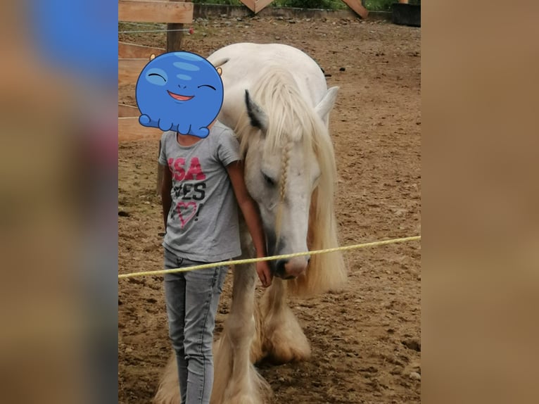 Tinker Caballo castrado 10 años 144 cm White/Blanco in Kaindorf