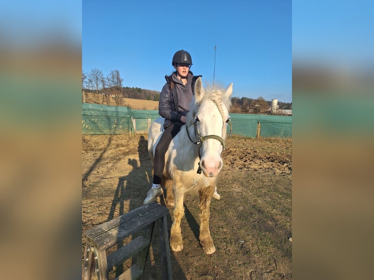 Tinker Caballo castrado 10 años 144 cm White/Blanco in Kaindorf