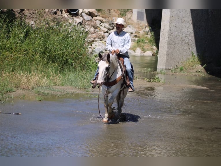 Tinker Caballo castrado 10 años 145 cm Overo-todas las-capas in Paicines CA