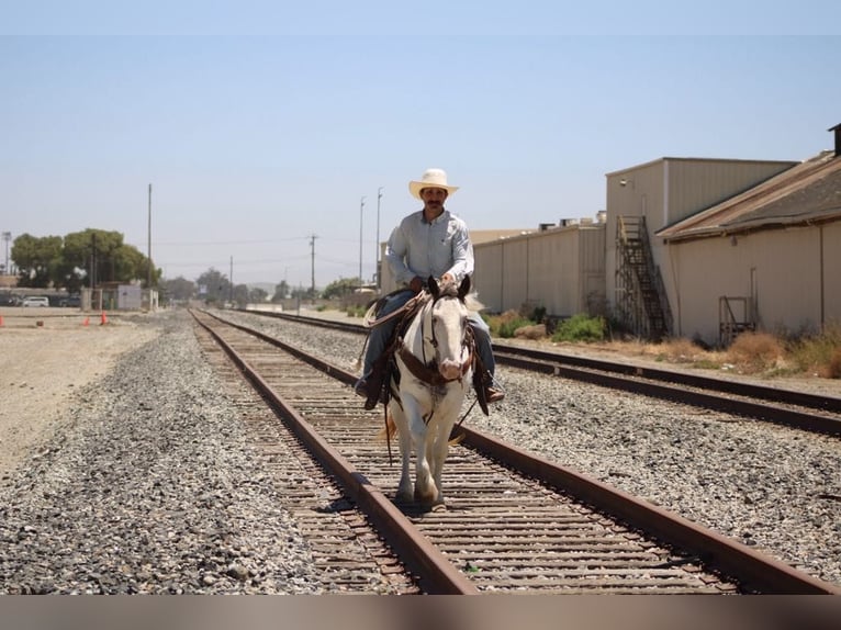 Tinker Caballo castrado 10 años 145 cm Overo-todas las-capas in Paicines CA