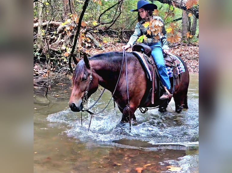 Tinker Mestizo Caballo castrado 10 años 150 cm Castaño rojizo in Robards