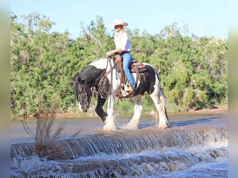 Tinker Caballo castrado 10 años 152 cm Pío in Cave Creek Tinker Caballo castrado 10 años 152 cm Pío in Cave Creek