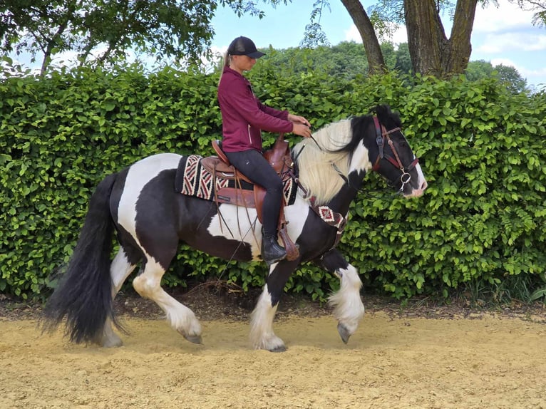 Tinker Caballo castrado 10 años 153 cm Pío in Linkenbach