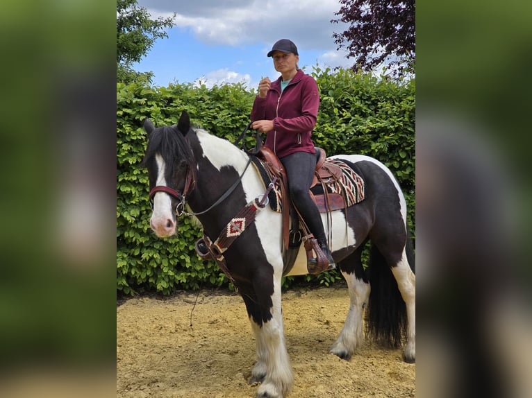 Tinker Caballo castrado 10 años 153 cm Pío in Linkenbach