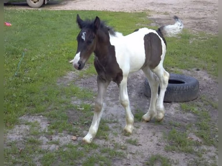 Tinker Caballo castrado 10 años 155 cm Pío in Howell