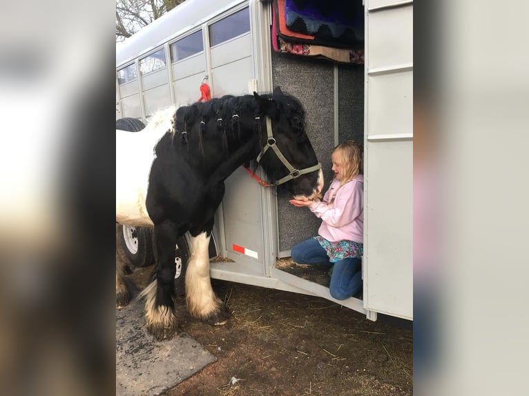Tinker Caballo castrado 10 años 155 cm Pío in Howell