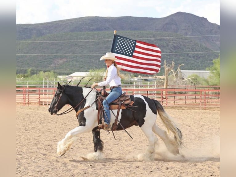 Tinker Caballo castrado 10 años 155 cm Pío in Howell