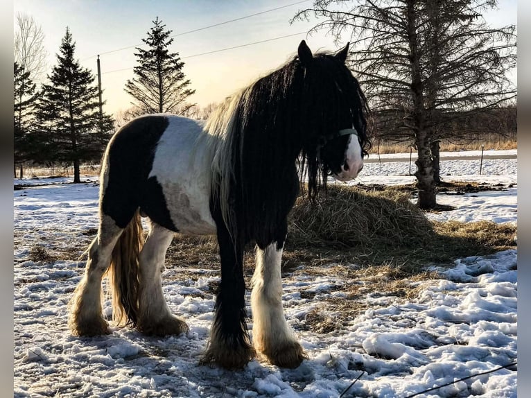 Tinker Caballo castrado 10 años 155 cm Pío in Howell