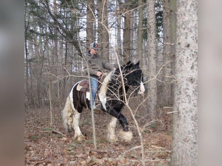 Tinker Caballo castrado 10 años 155 cm Pío in Howell