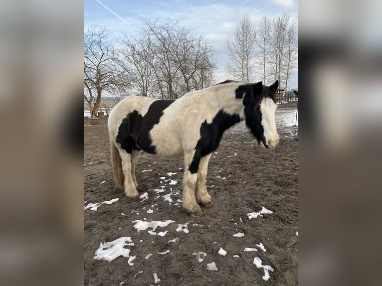 Tinker Caballo castrado 10 años 157 cm Pío in Ruzsa