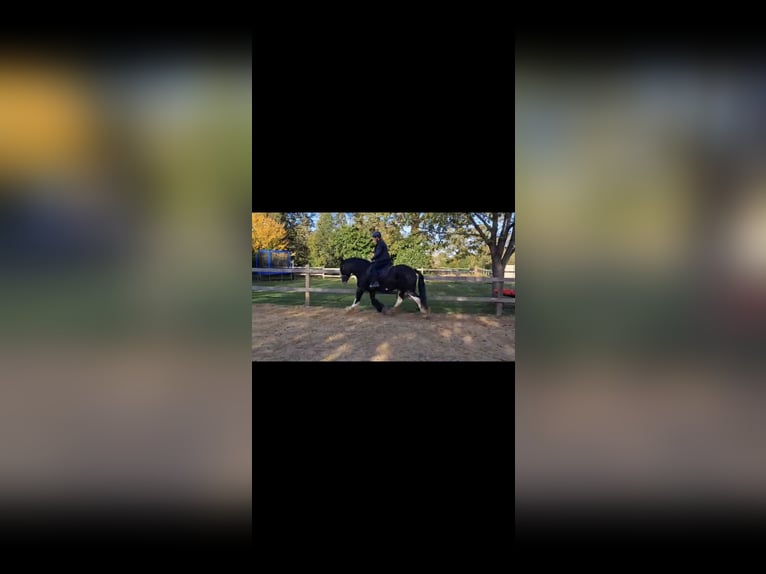 Tinker Caballo castrado 10 años 158 cm Negro in PetershagenPetershagen