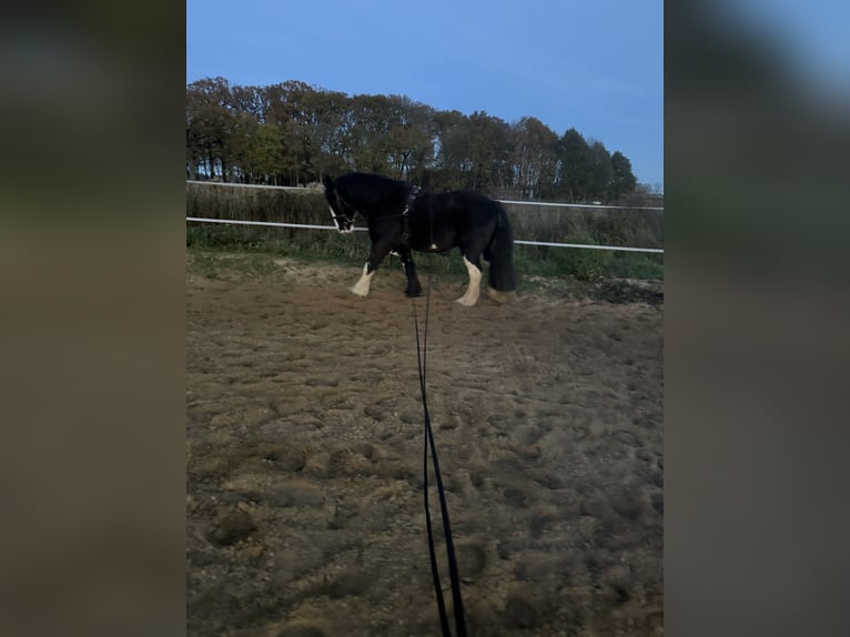 Tinker Caballo castrado 10 años 158 cm Negro in PetershagenPetershagen