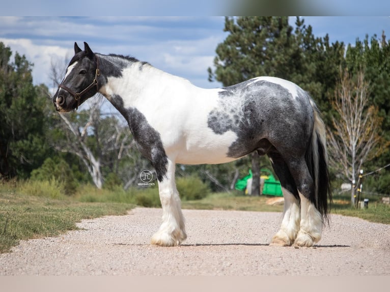 Tinker Caballo castrado 10 años Pío in Pueblo