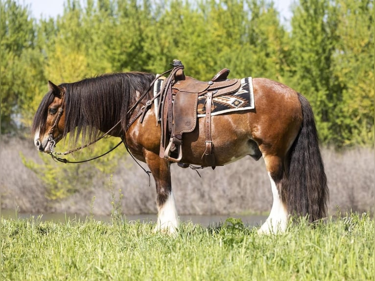 Tinker Caballo castrado 11 años 142 cm Castaño rojizo in New Plymouth, ID