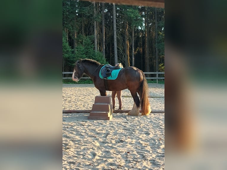 Tinker Caballo castrado 11 años 145 cm Negro in Böbrach