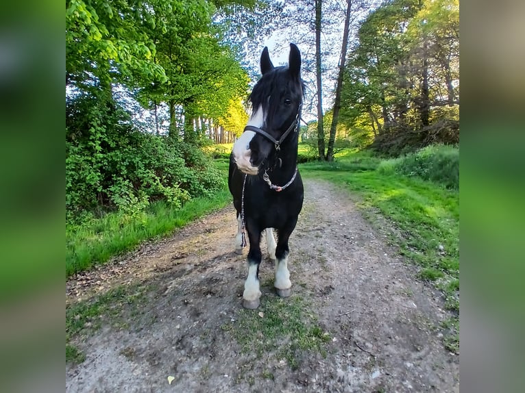 Tinker Caballo castrado 11 años 150 cm Negro in Salzbergen
