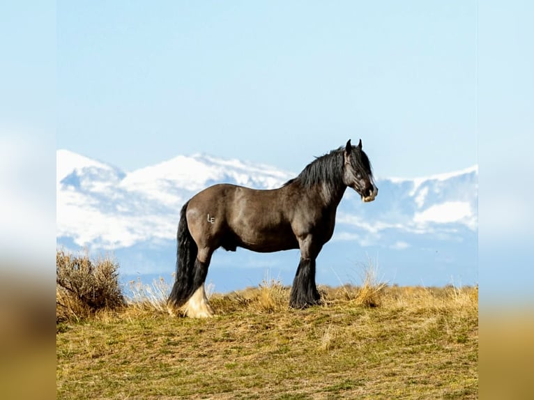 Tinker Caballo castrado 11 años 150 cm Negro in Clearmont