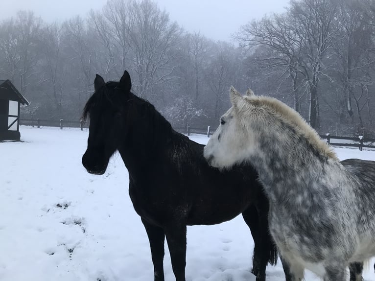 Tinker Mestizo Caballo castrado 11 años 150 cm Tordo rodado in Eitorf