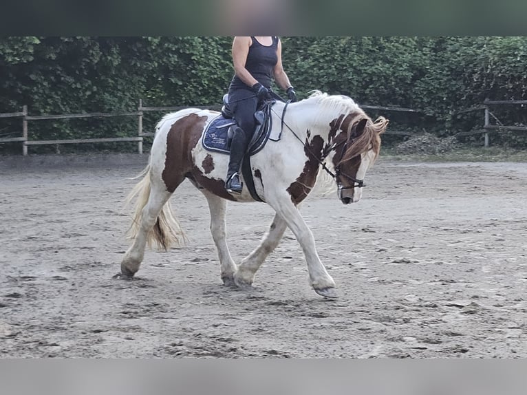 Tinker Caballo castrado 11 años 154 cm Pío in Wachtendonk