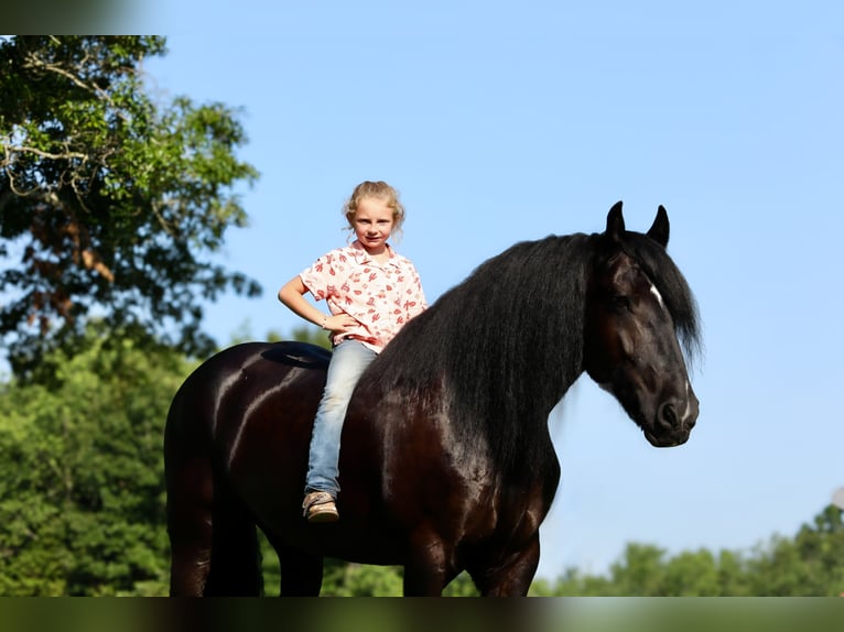 Tinker Mestizo Caballo castrado 11 años 155 cm Negro in Brodhead, KY