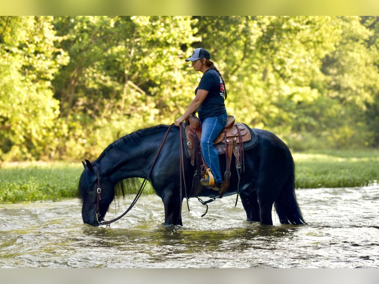 Tinker Mestizo Caballo castrado 11 años 155 cm Negro in Brodhead, KY