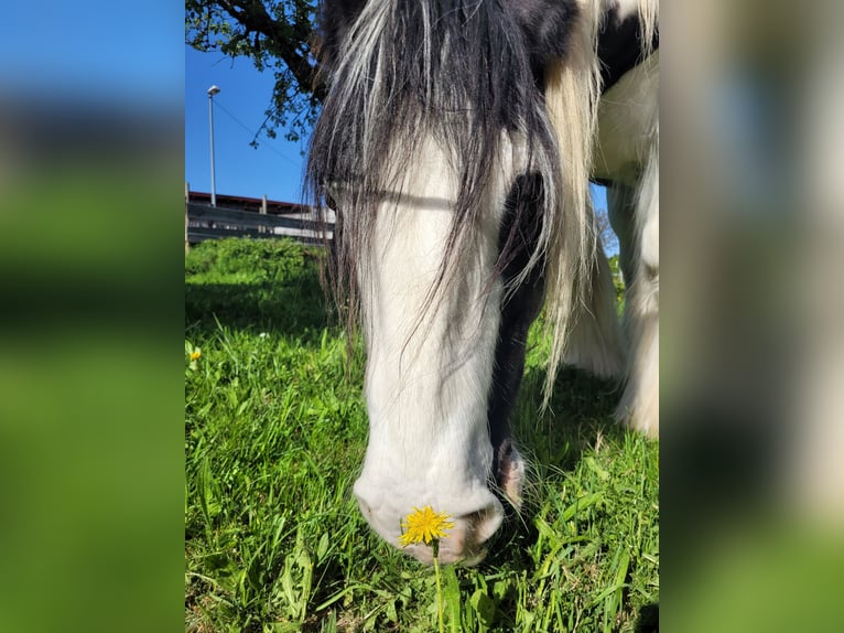 Tinker Caballo castrado 11 años 155 cm Pío in Sulzberg
