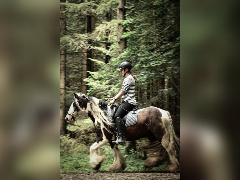Tinker Caballo castrado 12 años 135 cm Pío in Höhenkirchen-SiegertsbrunnSiegertsbrunn